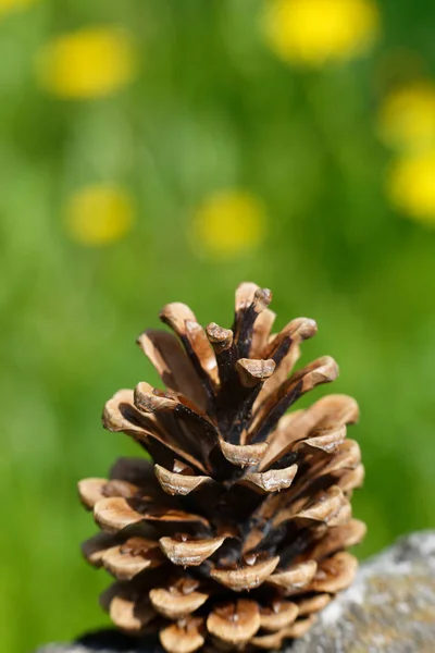 Pine Κώνο Κοντά Θολή Φόντο — Φωτογραφία Αρχείου
