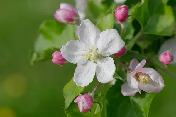 White Apple Blossoms on Tree