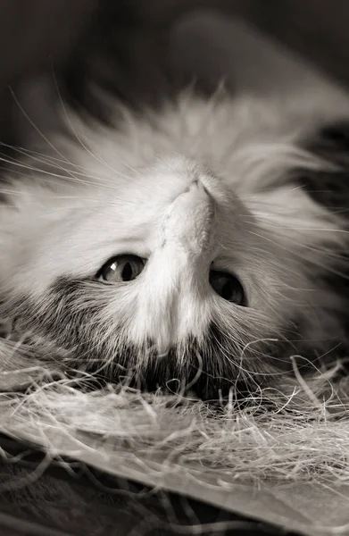 Gato Doméstico Fecha Retrato Gato Floresta Norueguesa Animal Gato Preto — Fotografia de Stock