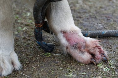 Golden Retriever 'ın dermatitini tedavi et. Hayvan derisi hastalığı. Bacağındaki deri iltihabını tedavi et..