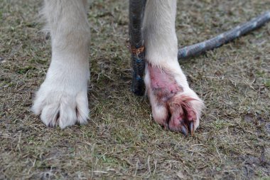 Golden Retriever 'ın dermatitini tedavi et. Hayvan derisi hastalığı. Bacağındaki deri iltihabını tedavi et..