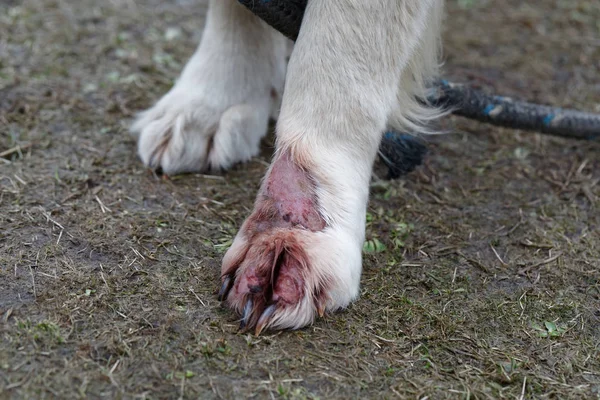 Treat dermatitis of dog Golden Retriever. Animal skin disease. Treat dermatitis infection on leg.
