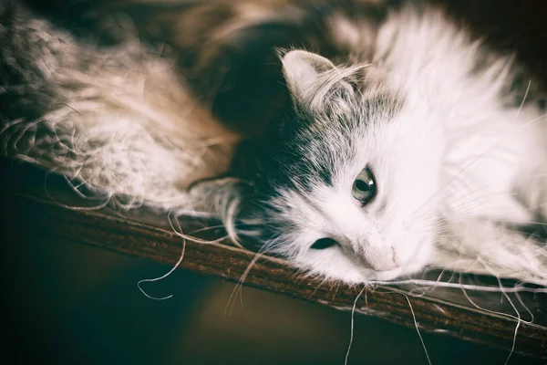 Retrato Doméstico Gato Gato Floresta Norueguesa Gato Cinzento Branco Foco — Fotografia de Stock