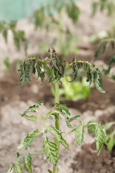 Torkande Tomatplantor Växtkvalitetskontroll Med Onormala Förhållanden Med Höga Temperaturer Och — Stockfoto