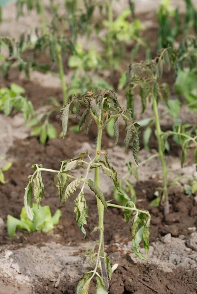 Welkende Tomatensetzlinge Pflanzen Qualitätskontrolle Bei Abnormalen Bedingungen Hoher Temperaturen Und — Stockfoto