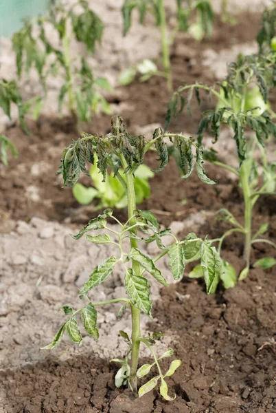 Welkende Tomatensetzlinge Pflanzen Qualitätskontrolle Bei Abnormalen Bedingungen Hoher Temperaturen Und Stockbild