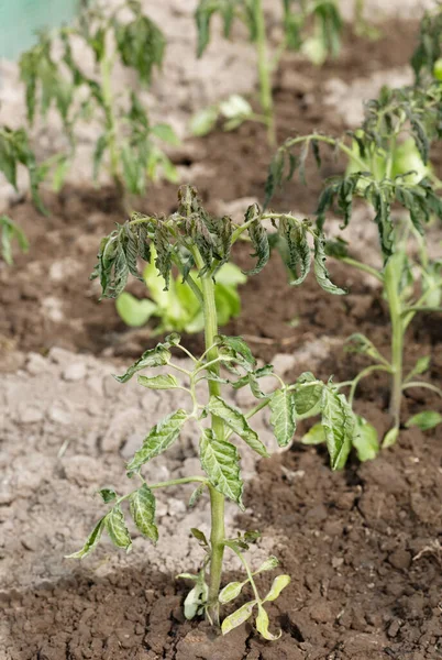 Controllo Della Qualità Delle Piantine Pomodoro Con Condizioni Anomale Alte Immagine Stock