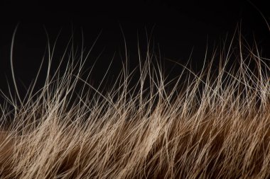 Hayvan kürk dokusuna