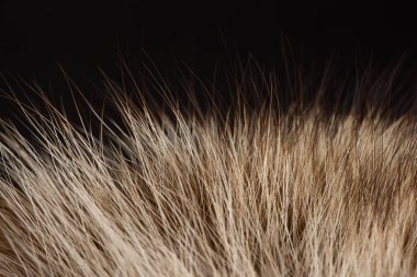 Hayvan kürk dokusuna