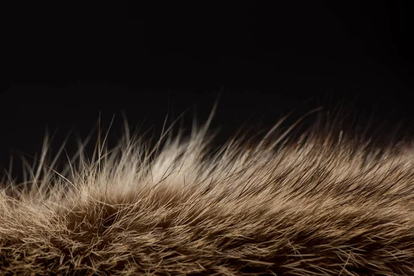 Textura Piel Animal — Foto de Stock