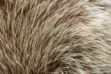 hayvan saç yakın çekim. kürk doku