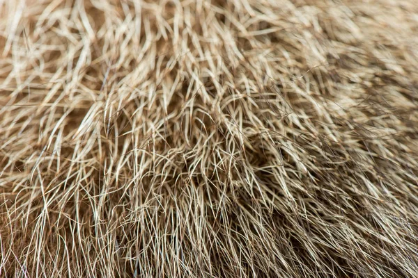 animal hair close-up. fur texture