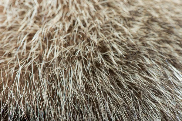 animal hair close-up. fur texture