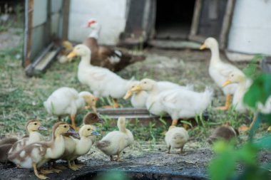 yerli ördek. Çiftlikte bir sürü ördek var.