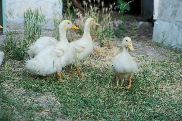 Pato Doméstico Muitos Patos Fazenda — Fotografia de Stock