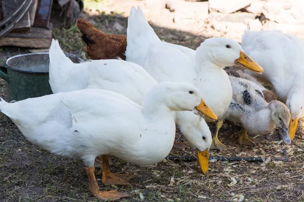 Canard Domestique Nombreux Canards Ferme — Photo