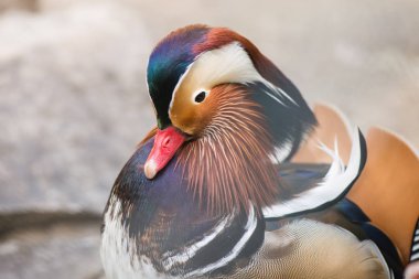 Ördek mandarin ördeği. Eğil. Yaklaş..