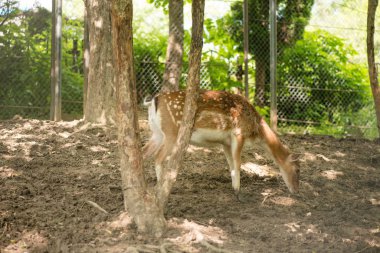 Bir geyik portresi. Çayırdaki geyik.