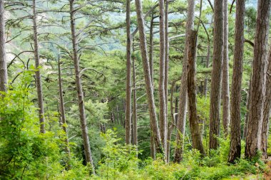 Dağda ladin yetişiyor. Güzel orman
