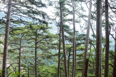 Dağda ladin yetişiyor. Güzel orman