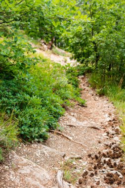 Dağda ladin yetişiyor. Güzel orman