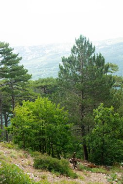 Dağda ladin yetişiyor. Güzel orman