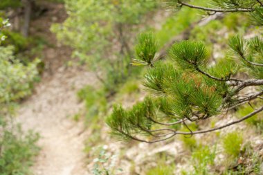 Dağda ladin yetişiyor. Güzel orman