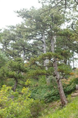 Dağda ladin yetişiyor. Güzel orman