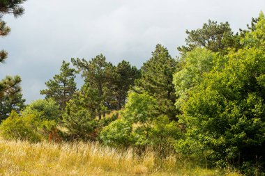 Dağda ladin yetişiyor. Güzel orman