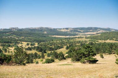 Dağda ladin yetişiyor. Güzel orman