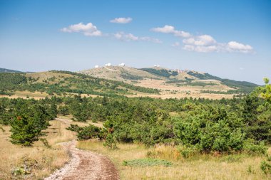 Dağda ladin yetişiyor. Güzel orman