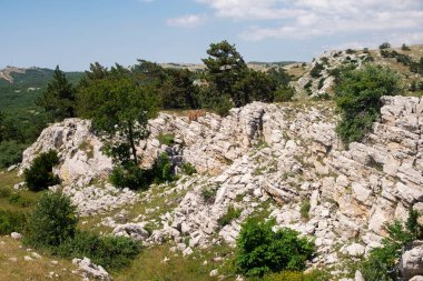 Dağda ladin yetişiyor. Güzel orman