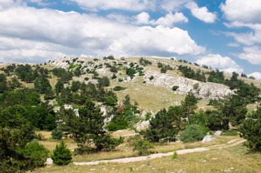 Dağda ladin yetişiyor. Güzel orman