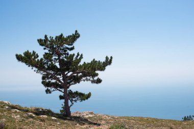 Dağda ladin yetişiyor. Güzel orman