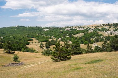 Dağda ladin yetişiyor. Güzel orman