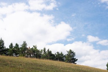 Dağda ladin yetişiyor. Güzel orman