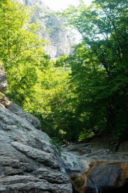 Dağda ladin yetişiyor. Güzel orman