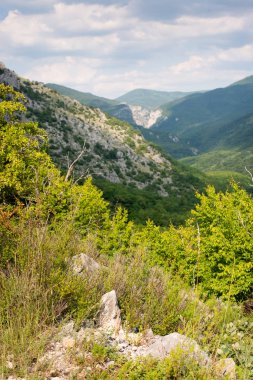 Dağda ladin yetişiyor. Güzel orman