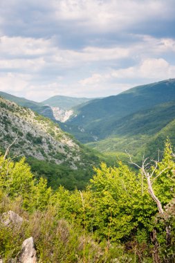 Dağda ladin yetişiyor. Güzel orman