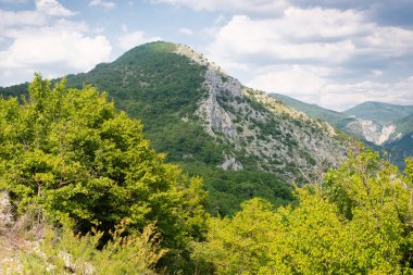 Dağda ladin yetişiyor. Güzel orman