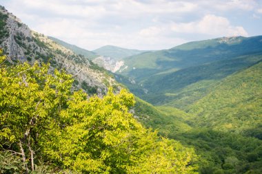 Dağda ladin yetişiyor. Güzel orman