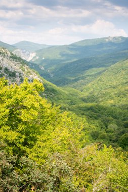 Dağda ladin yetişiyor. Güzel orman