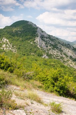 Dağda ladin yetişiyor. Güzel orman