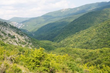 Dağda ladin yetişiyor. Güzel orman