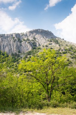 Dağda ladin yetişiyor. Güzel orman