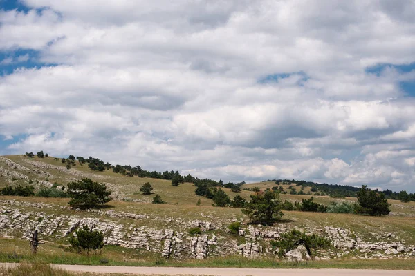 Ялина Росте Горі Красивий Ліс — стокове фото