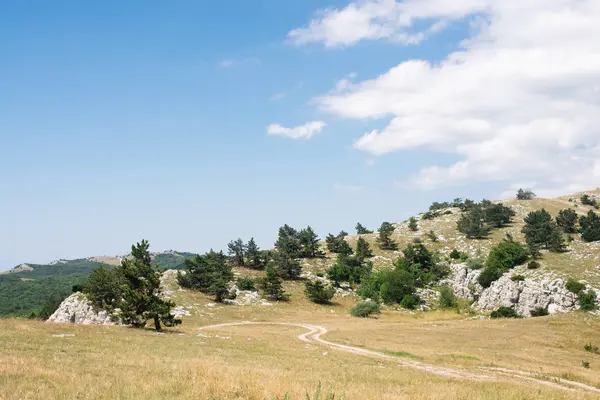 Dağda ladin yetişiyor. Güzel orman