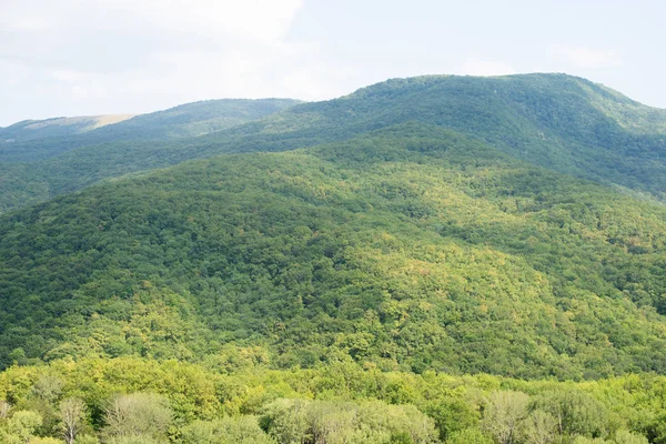 Dağda Ladin Yetişiyor Güzel Orman — Stok fotoğraf