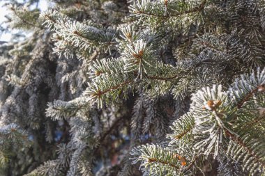 Güzel ladin dalı, kırağı kaplamış.