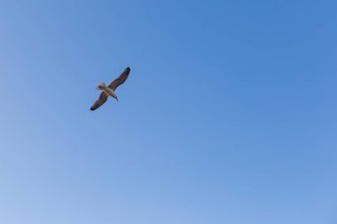 Mavi gökyüzünün arka planında bir martı